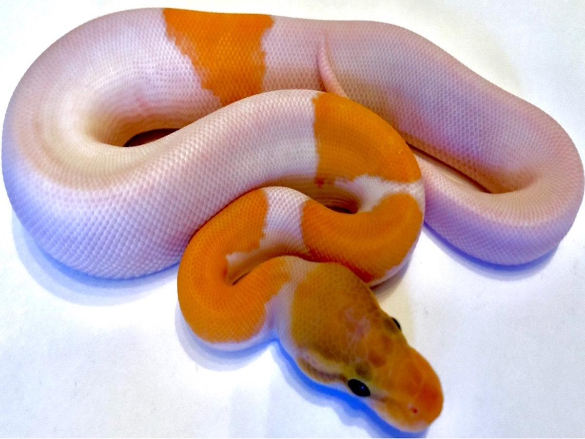 Banana Ghi Piebald