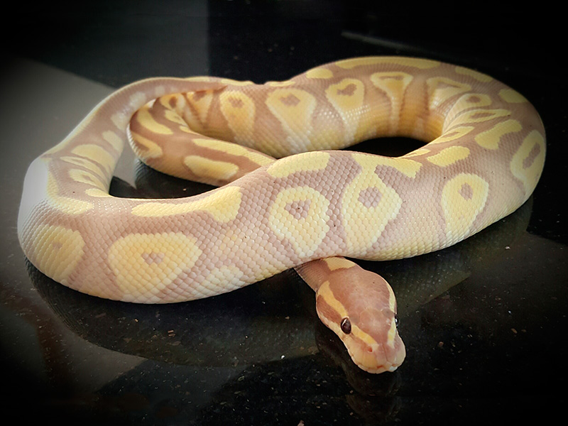 Banana Ghost Mojave