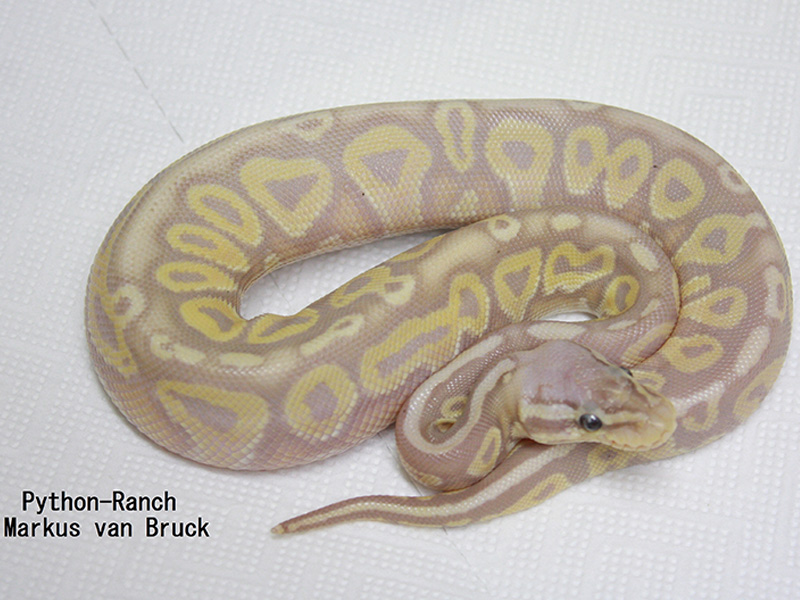 Banana Het Red Axanthic Pastel