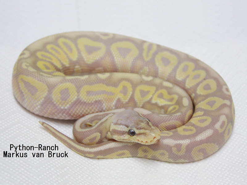 Banana Het Red Axanthic Pastel