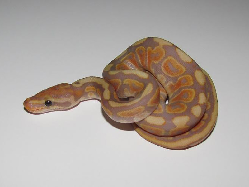 Banana Het Red Axanthic Spotnose