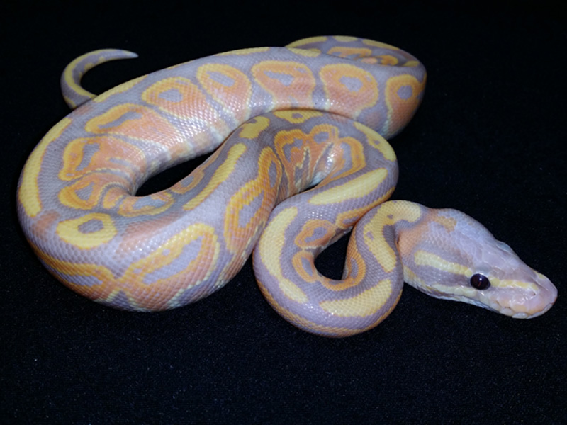 Banana Het Red Axanthic