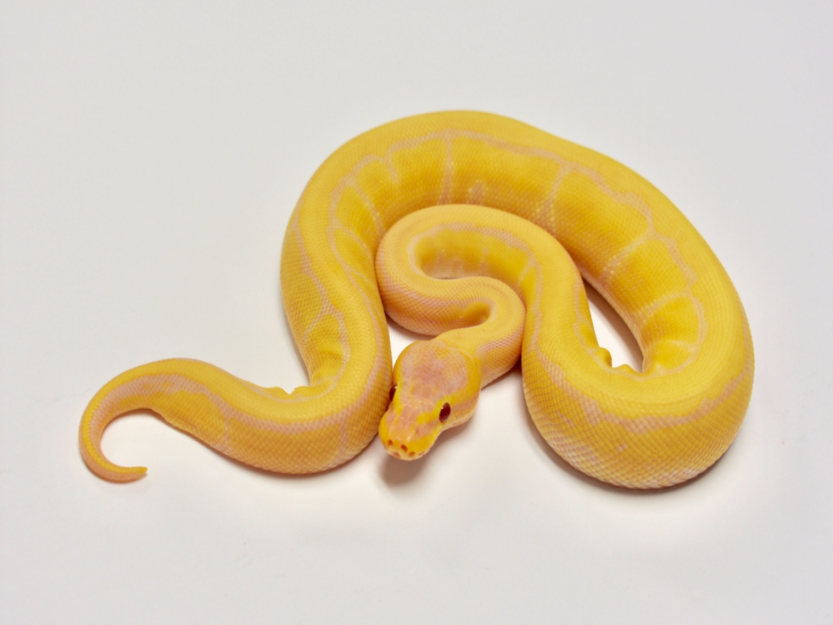Banana Lavender Albino Pinstripe