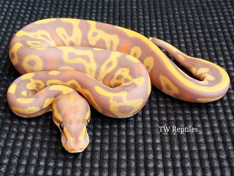 Banana Leopard Mojave