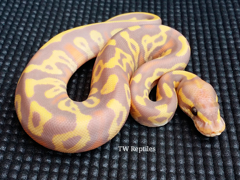 Banana Leopard Mojave