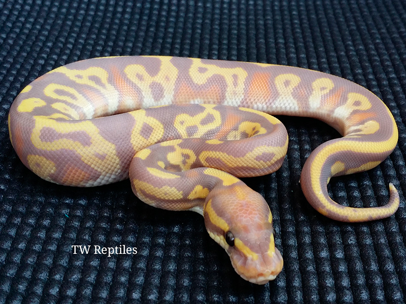 Banana Leopard Mojave