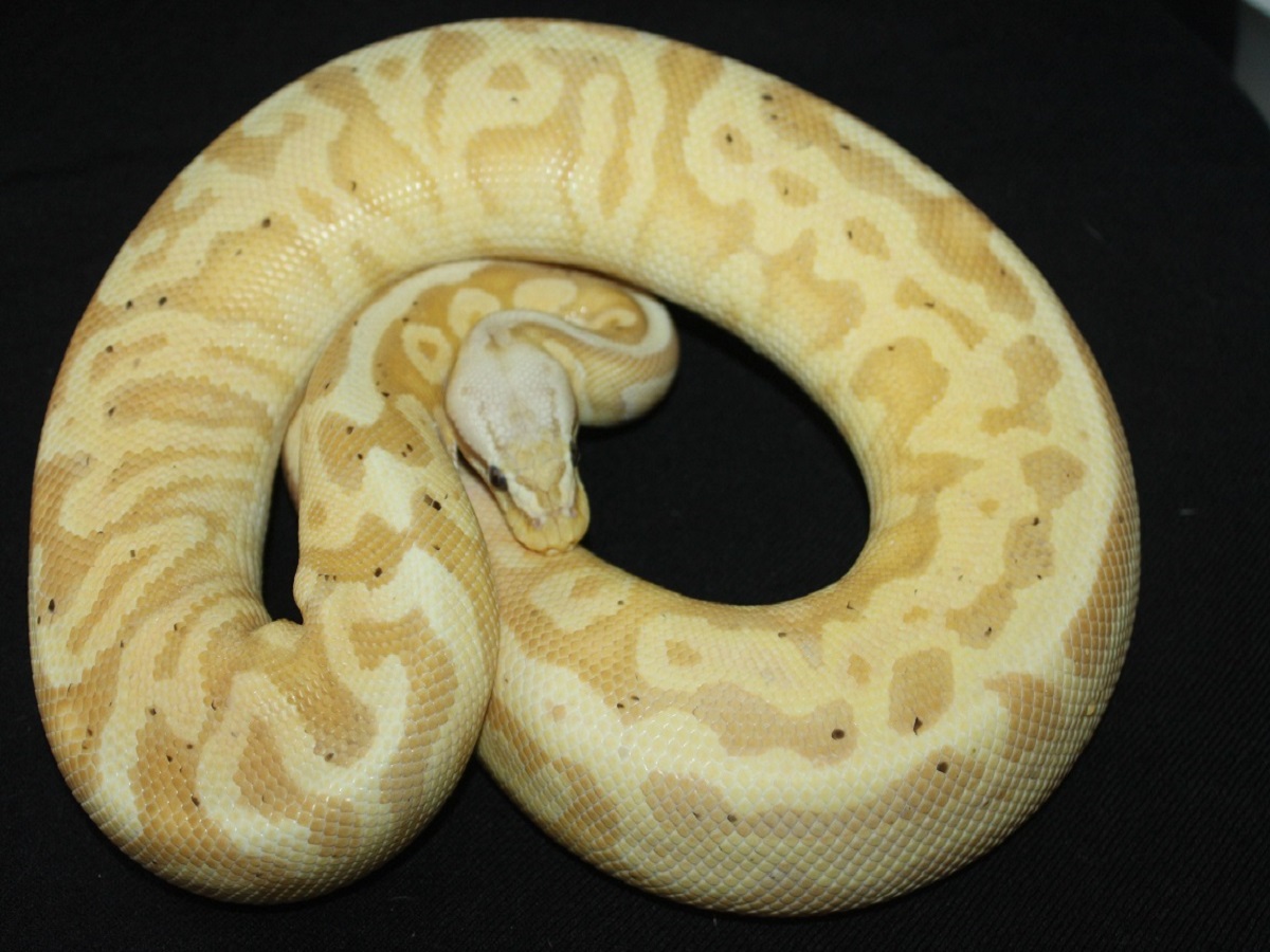 Banana Leopard Pastel Spotnose