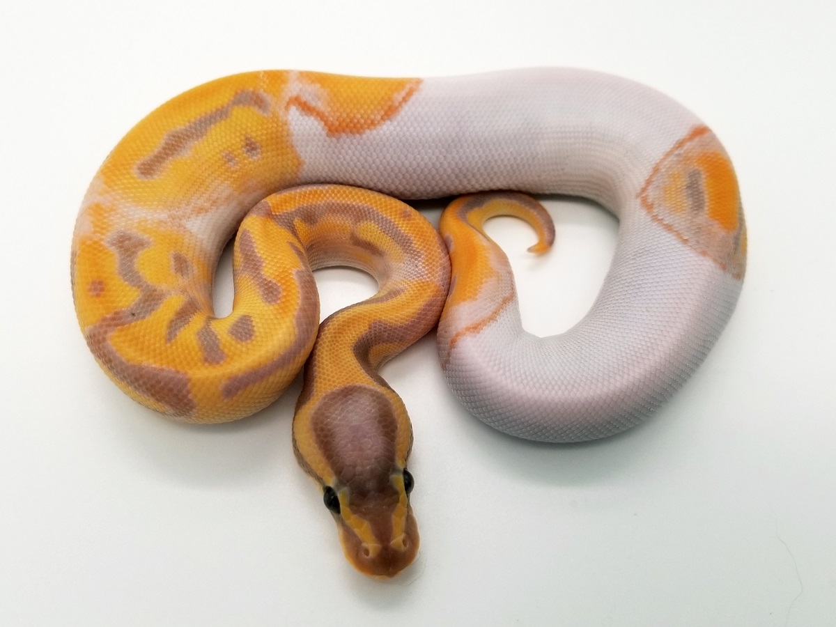 Banana Leopard Piebald