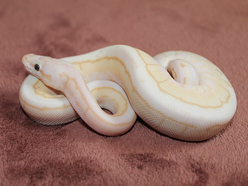 Banana Lesser Pastel Pinstripe Spider