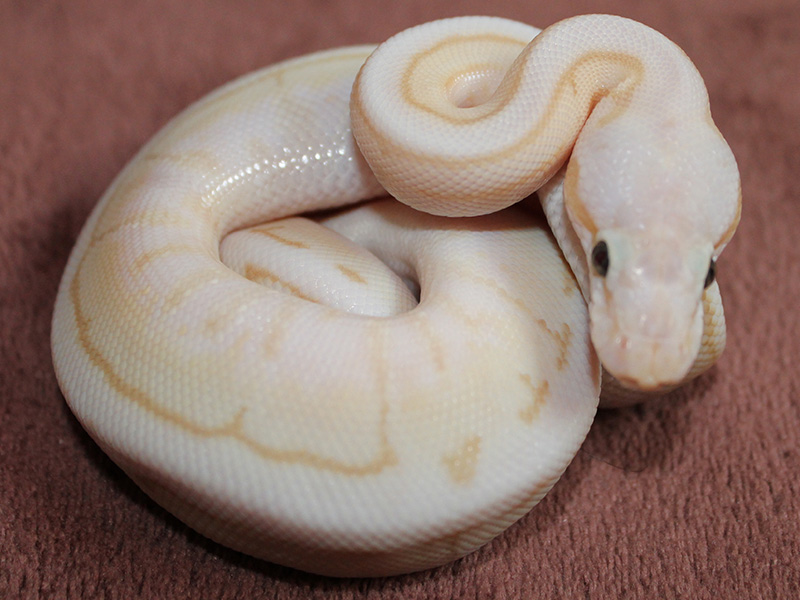 Banana Lesser Pastel Pinstripe Spider