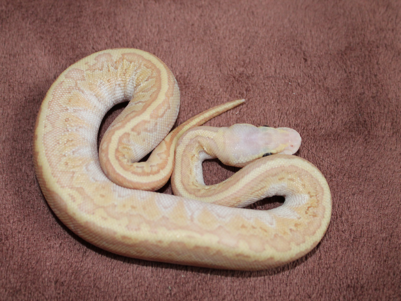 Banana Lesser Pastel Pinstripe