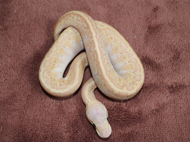 Banana Lesser Pastel Pinstripe