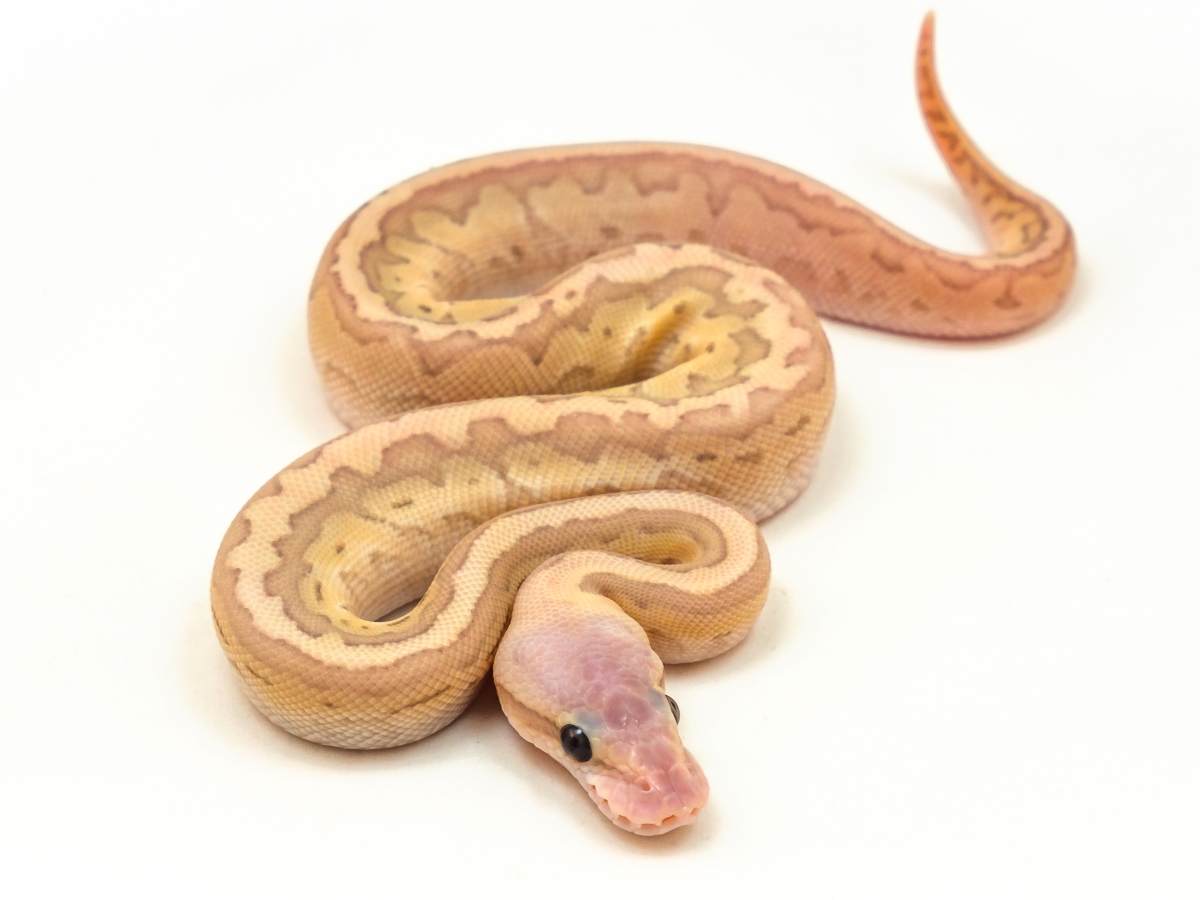 Banana Lesser Pastel Pinstripe