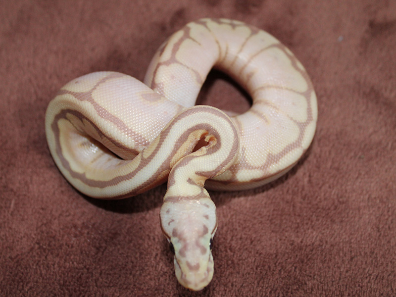 Banana Lesser Pastel Spider