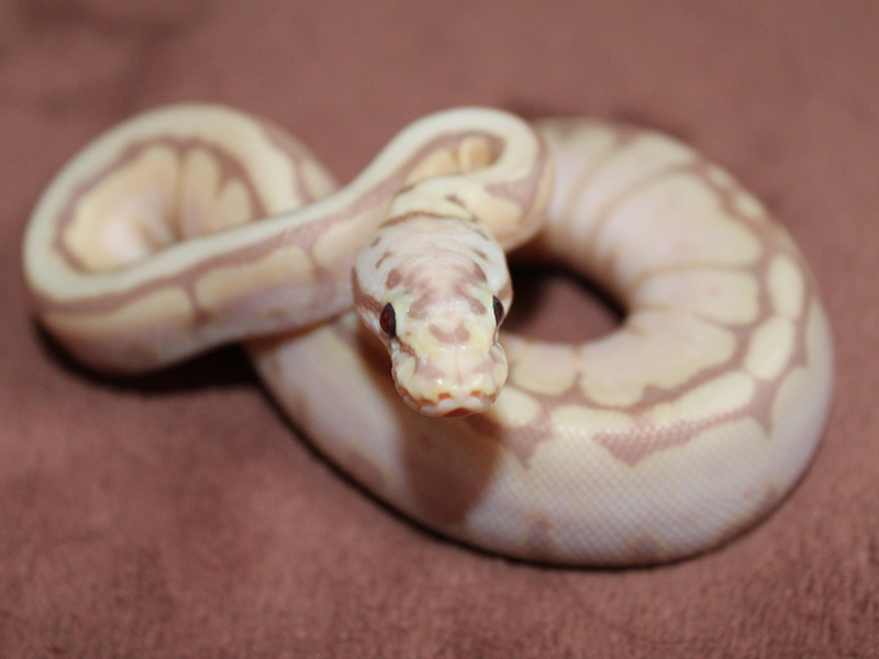 Banana Lesser Pastel Spider