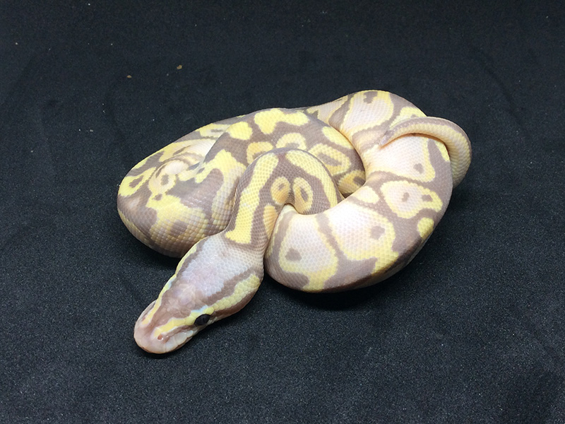 Banana Lesser Pastel