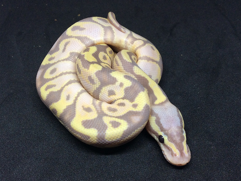 Banana Lesser Pastel