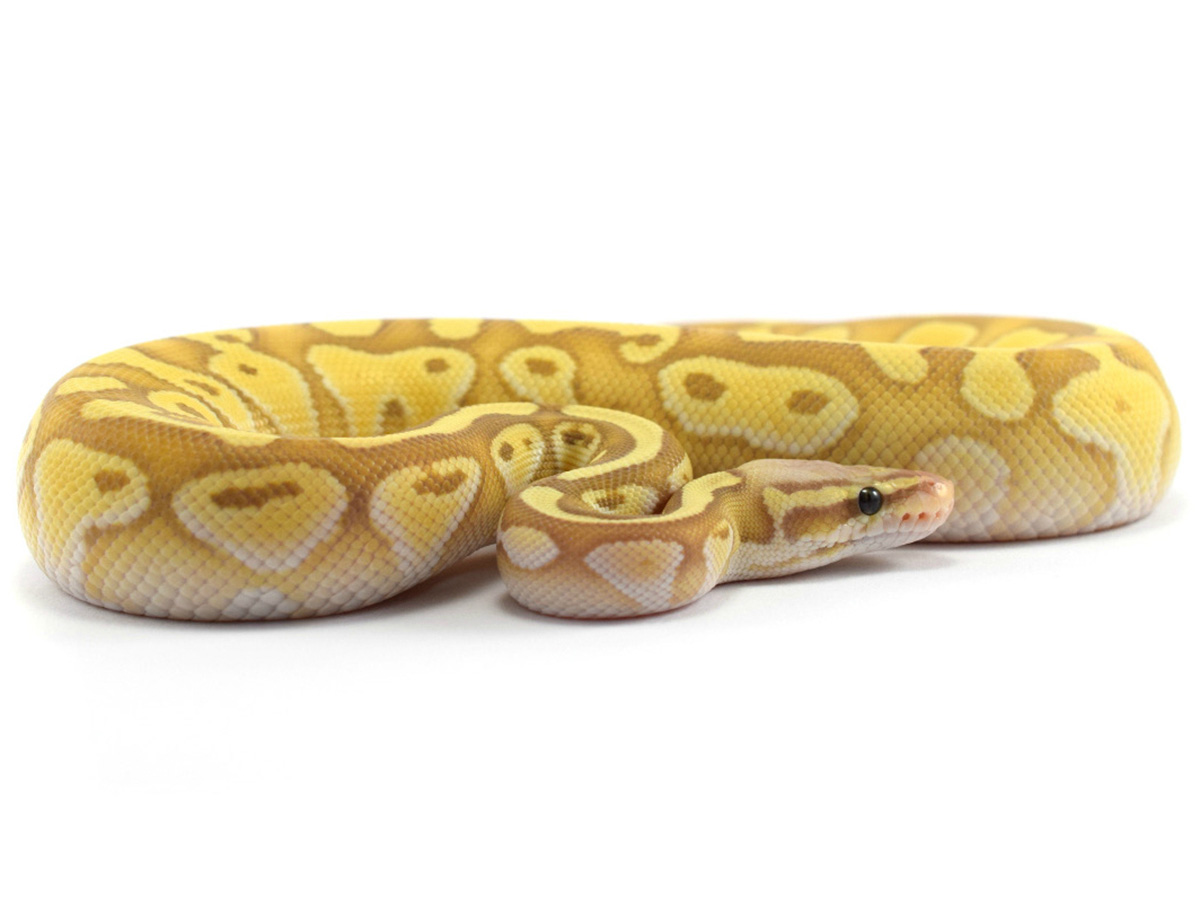 Banana Lesser Pastel