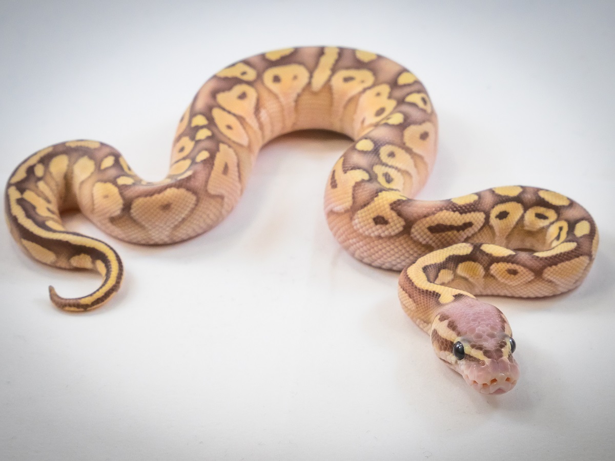 Banana Lesser Pastel