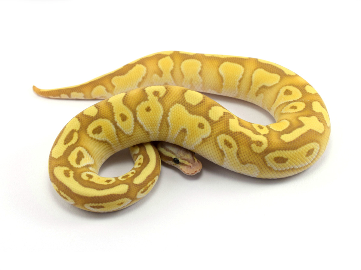 Banana Lesser Pastel