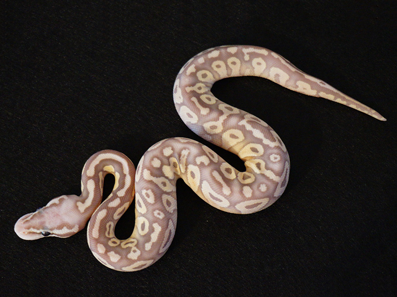 Banana Lesser Super Pastel X-treme Gene