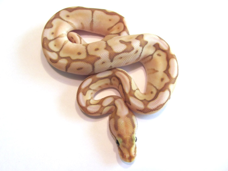 Banana Lesser Woma