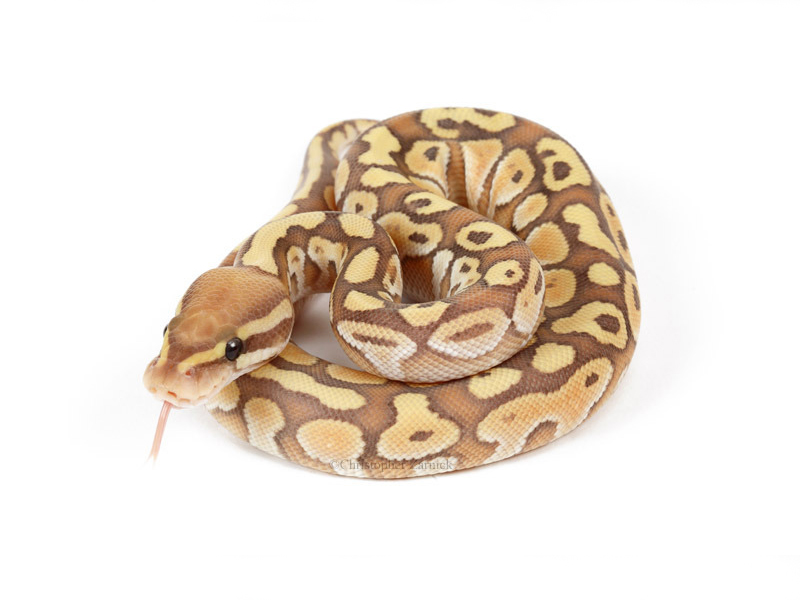 Banana Lesser