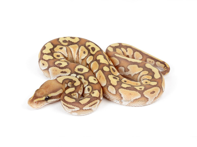 Banana Lesser