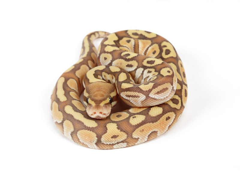 Banana Lesser