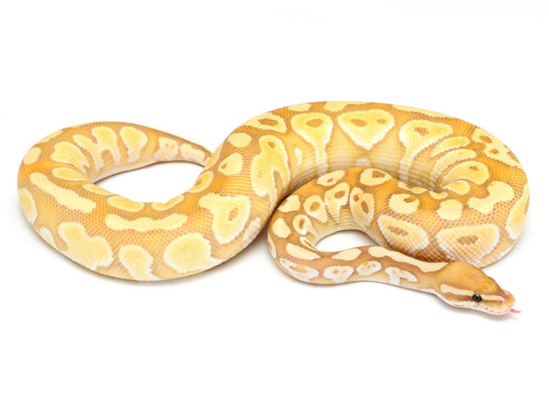 Banana Lesser