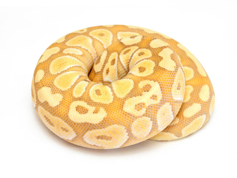 Banana Lesser