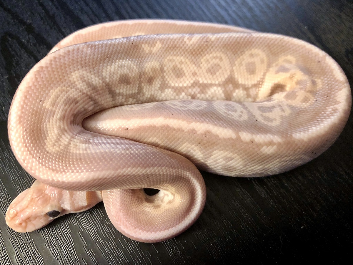 Banana Mahogany Red Axanthic