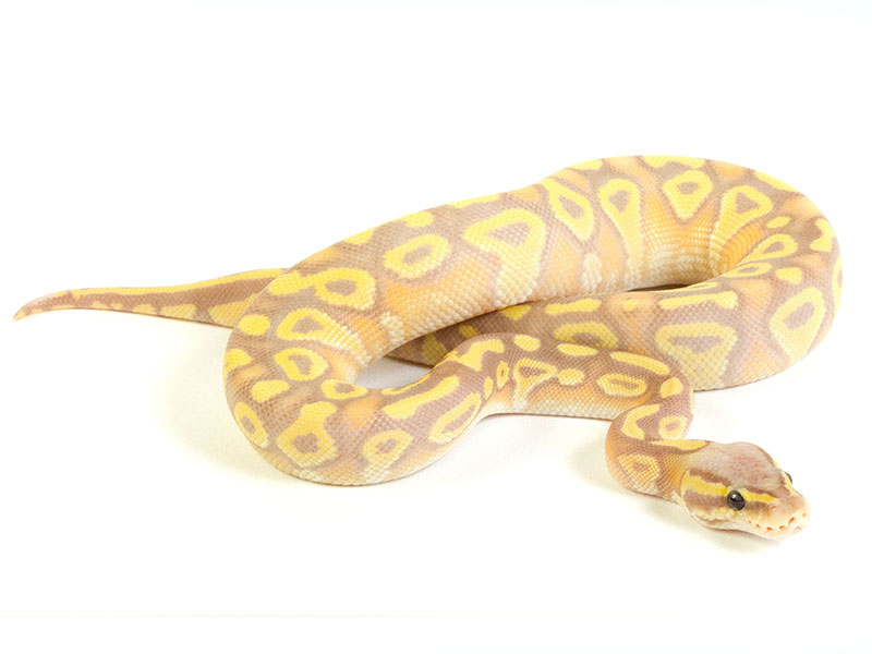 Banana Mojave Pastel