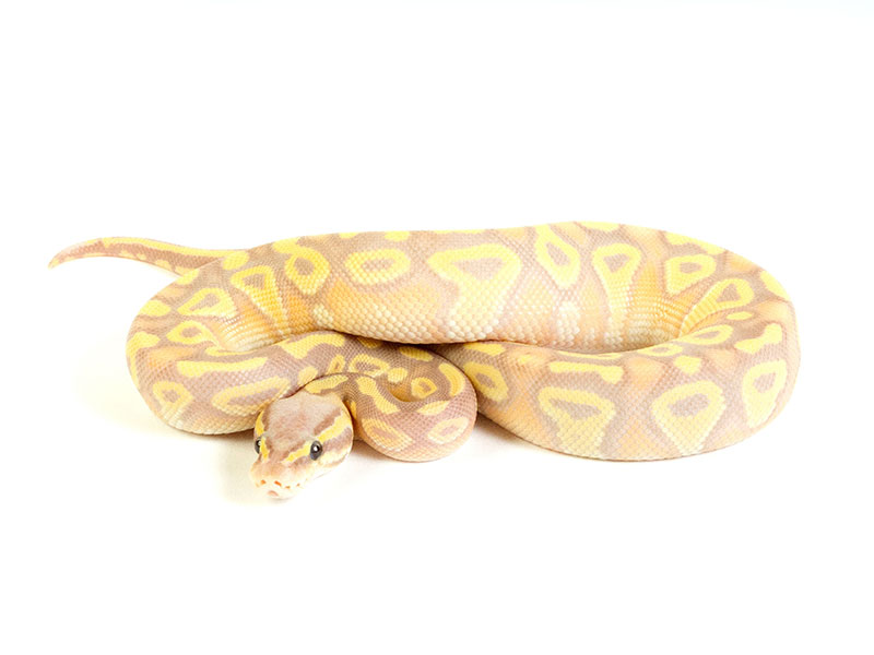 Banana Mojave Pastel