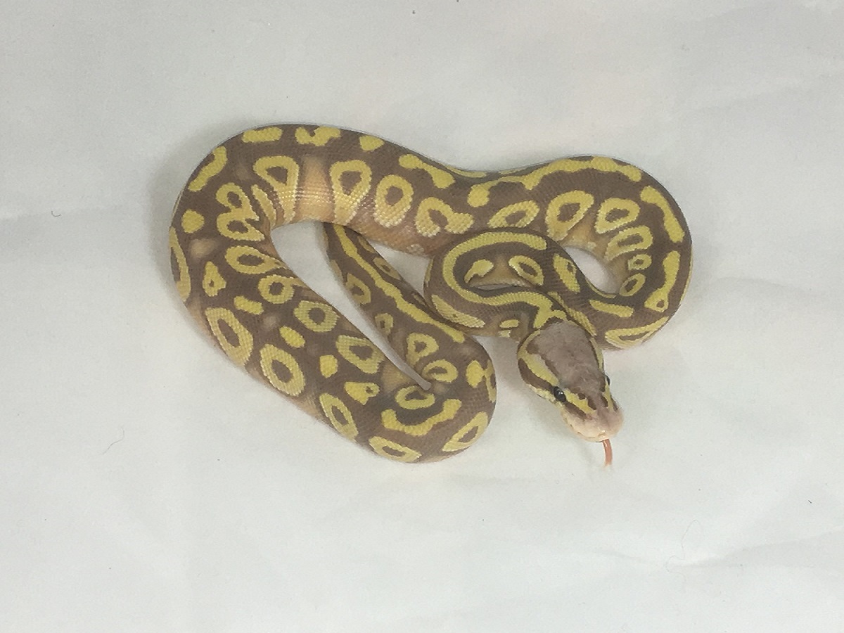 Banana Mojave Pastel