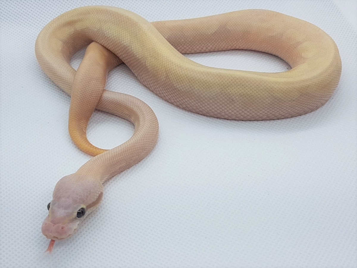 Banana Mojave Phantom