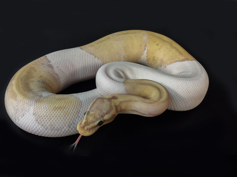 Banana Mojave Pied