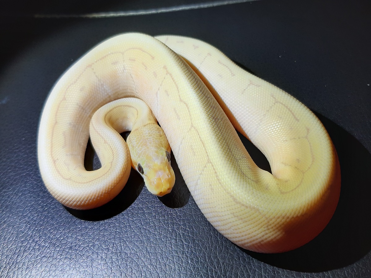 Banana Mojave Pinstripe Spider