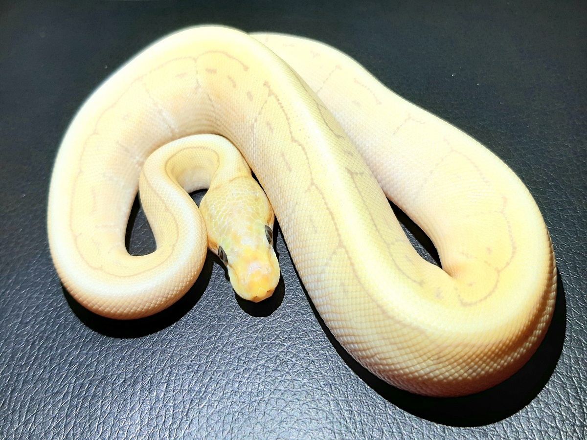 Banana Mojave Pinstripe Spider