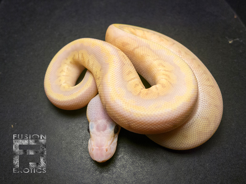 Morph List World of Ball Pythons