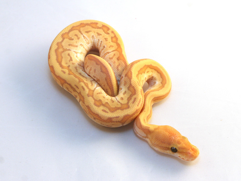 Banana Mojave Pinstripe