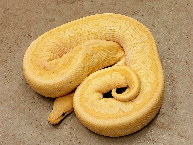 Banana Mojave Pinstripe