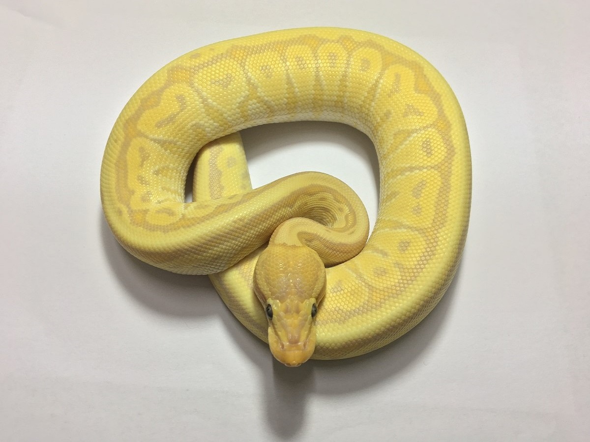 Banana Mojave Pinstripe