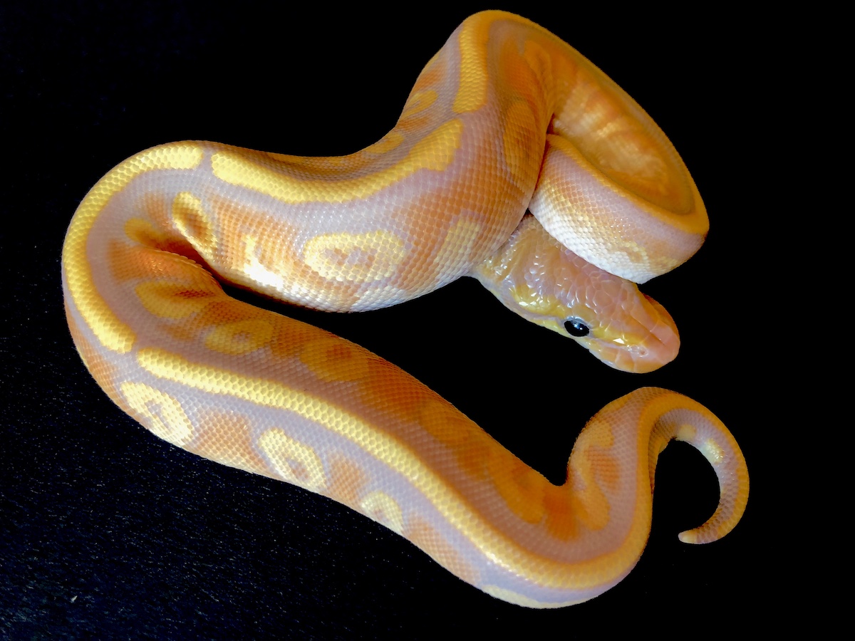 Banana Mojave Red Stripe