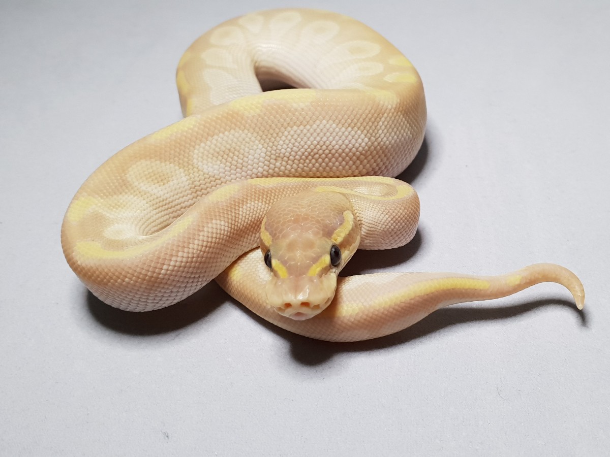 Banana Mojave Special