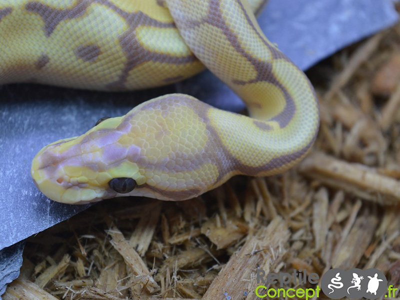 Banana Mojave Spider Vanilla