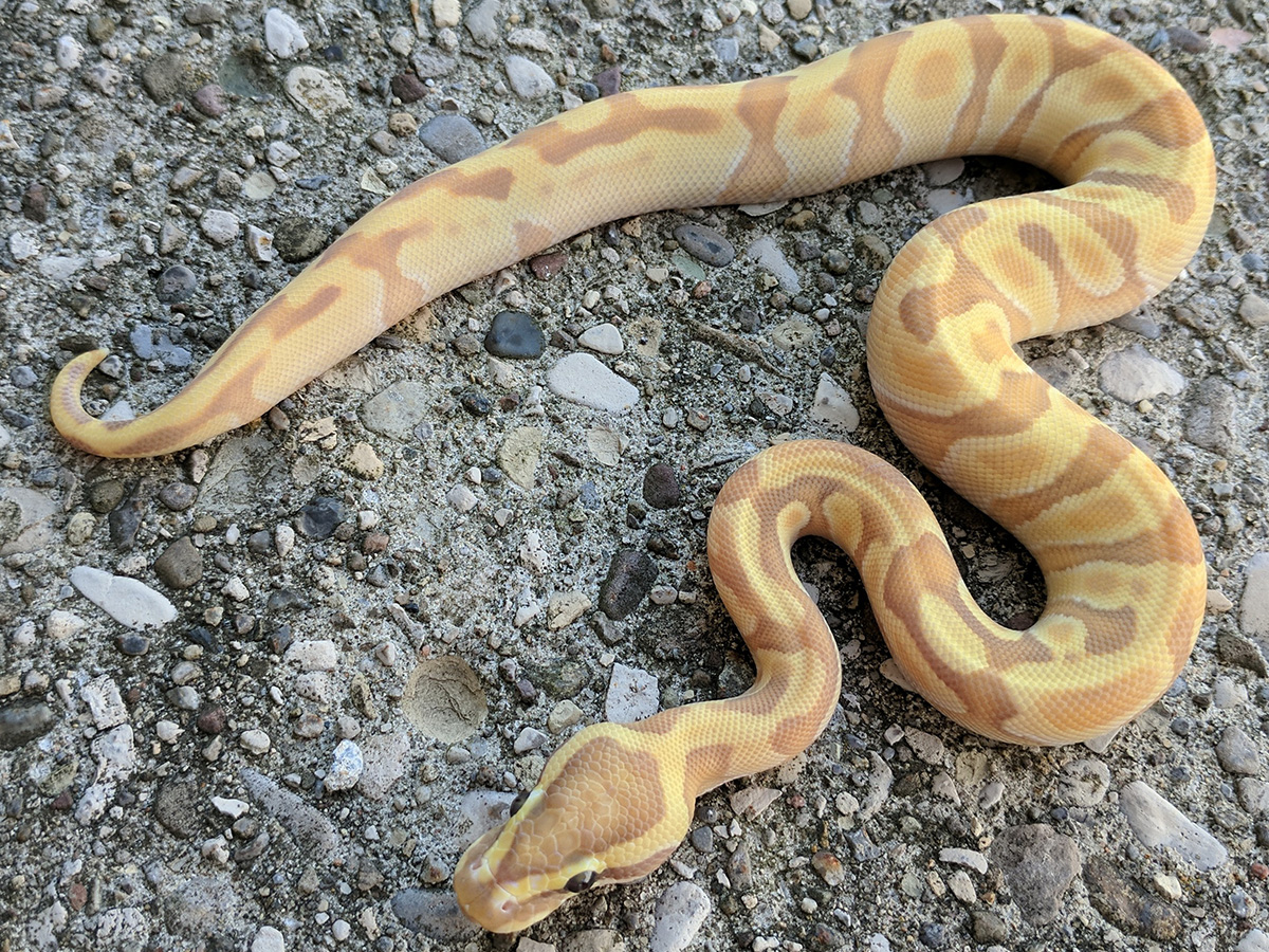 Banana Mojave Super Enchi