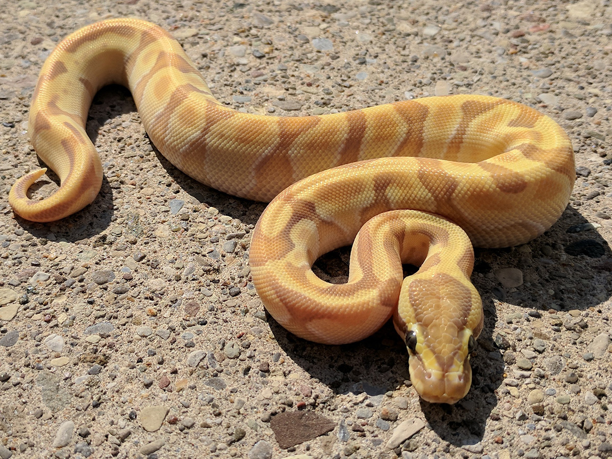 Banana Mojave Super Enchi