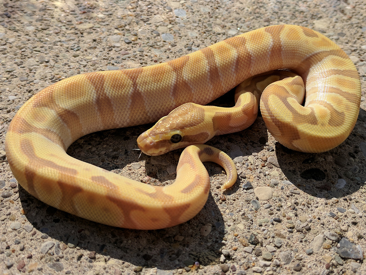 Banana Mojave Super Enchi