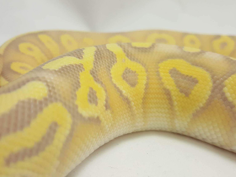 Banana Mojave Super Pastel